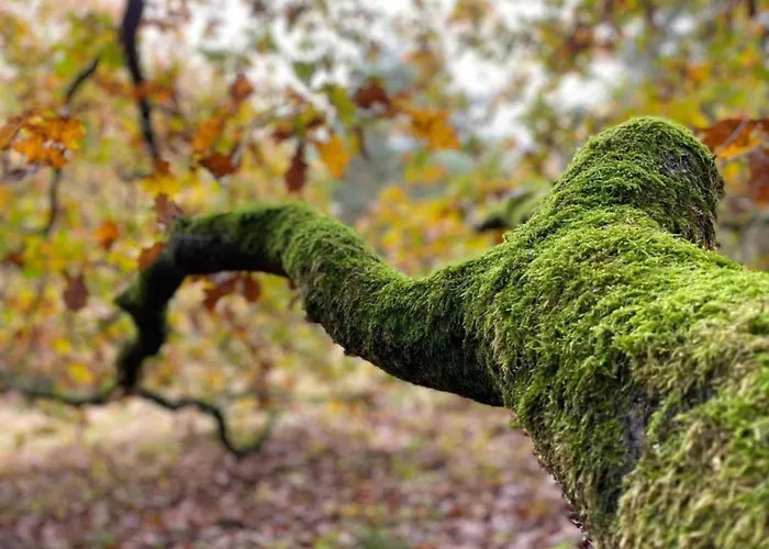 Σπίτι διακοπών In Leenderbos Near Nature Reserve